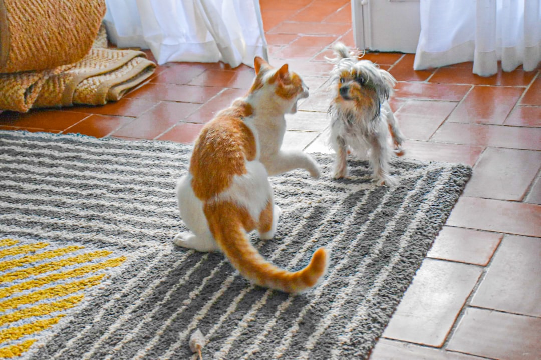 ¡Prepárate para la Nueva Adición a la Familia: Cómo Preparar tu Hogar para una Nueva Mascota!