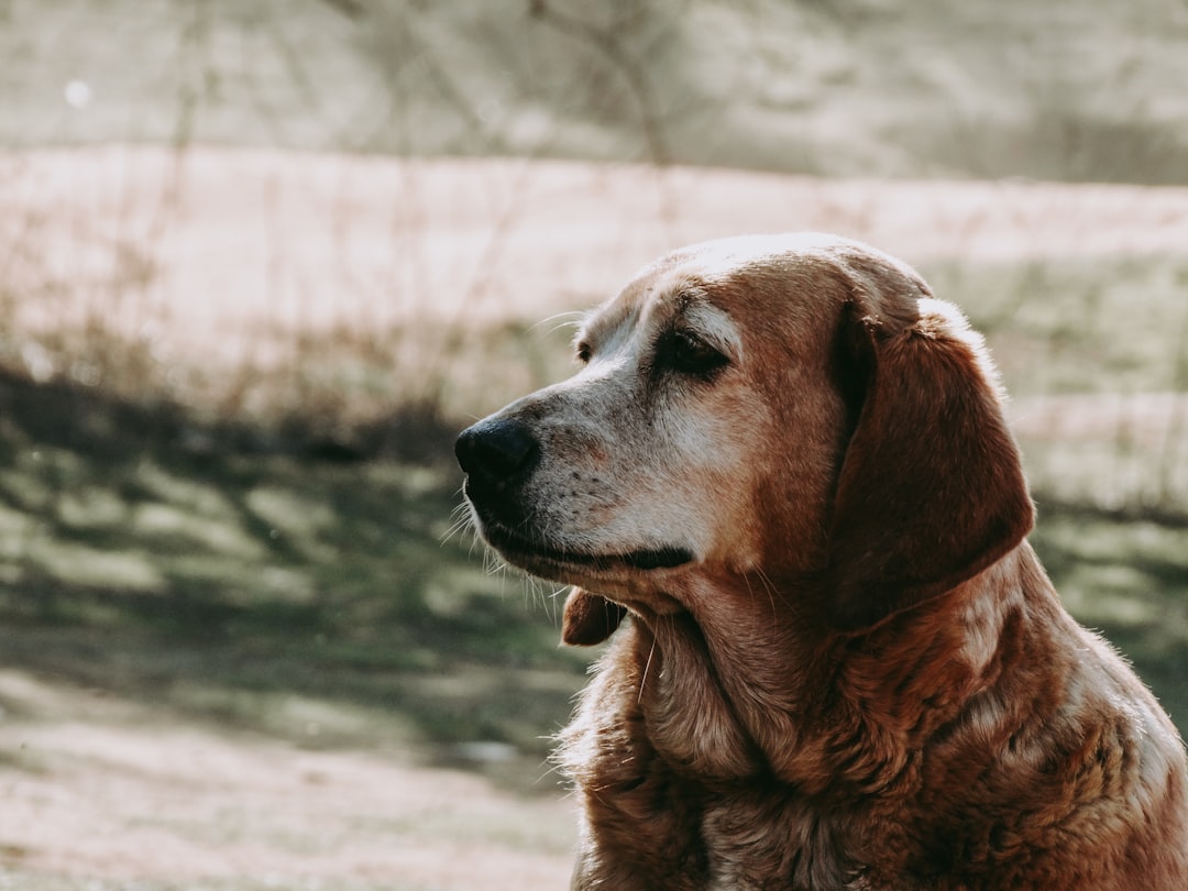 Title: Las Mejores Actividades para Hacer con tu Mascota: Fortalece el Vínculo y Mejora su Salud