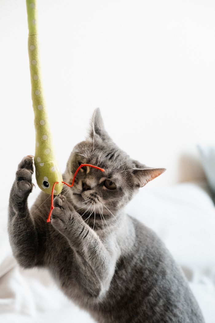 gallery-4 A gray cat playfully interacts with a toy snake on a white background.