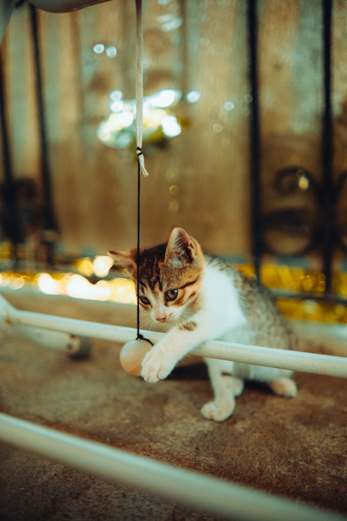 gallery-2 Cute kitten playing with a hanging ball indoors, showcasing its curious nature.