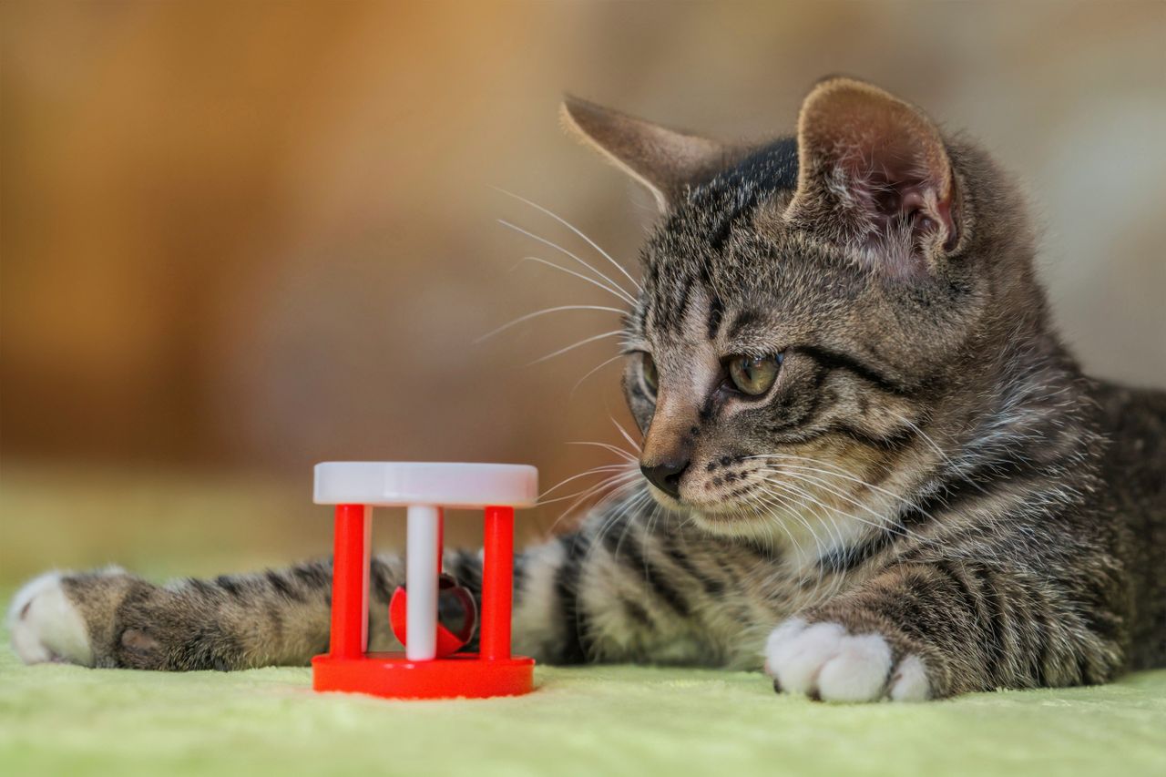 gallery-1 Cute tabby kitten playing with a red and white toy indoors.