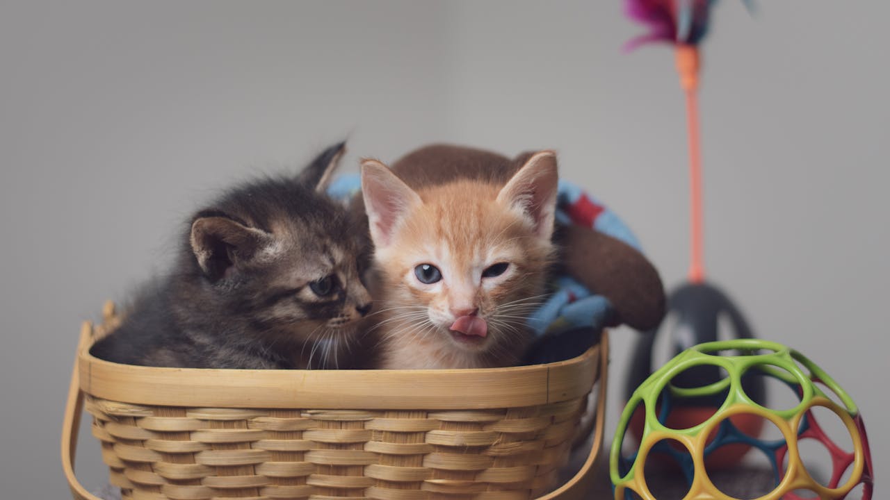 why-choose-us Two playful kittens nestled in a basket surrounded by colorful toys indoors.