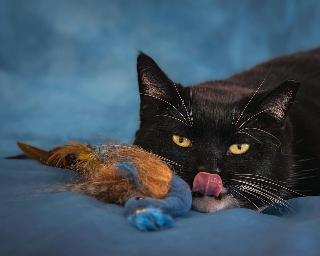 gallery-3 Charming black cat licking nose with a fluffy toy on blue background.