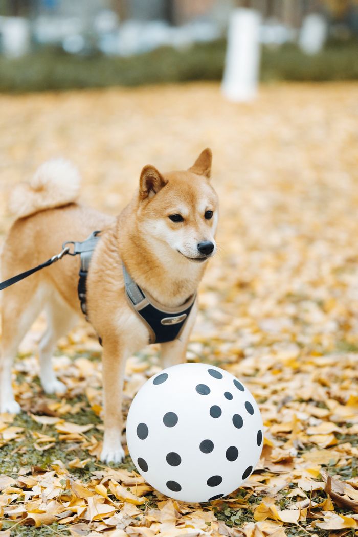 services-03 A Shiba Inu dog on a leash plays with a polka dot ball amidst autumn leaves outdoors.