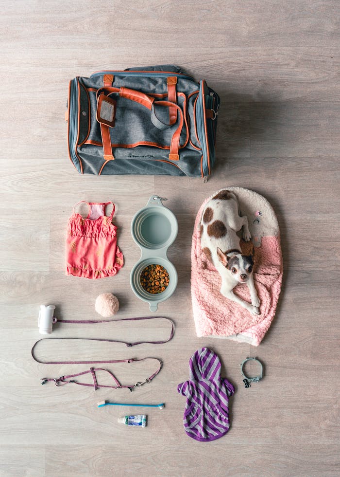 pexels-photo-3981763 Flat lay of Chihuahua travel essentials, including bag, food, and accessories.
