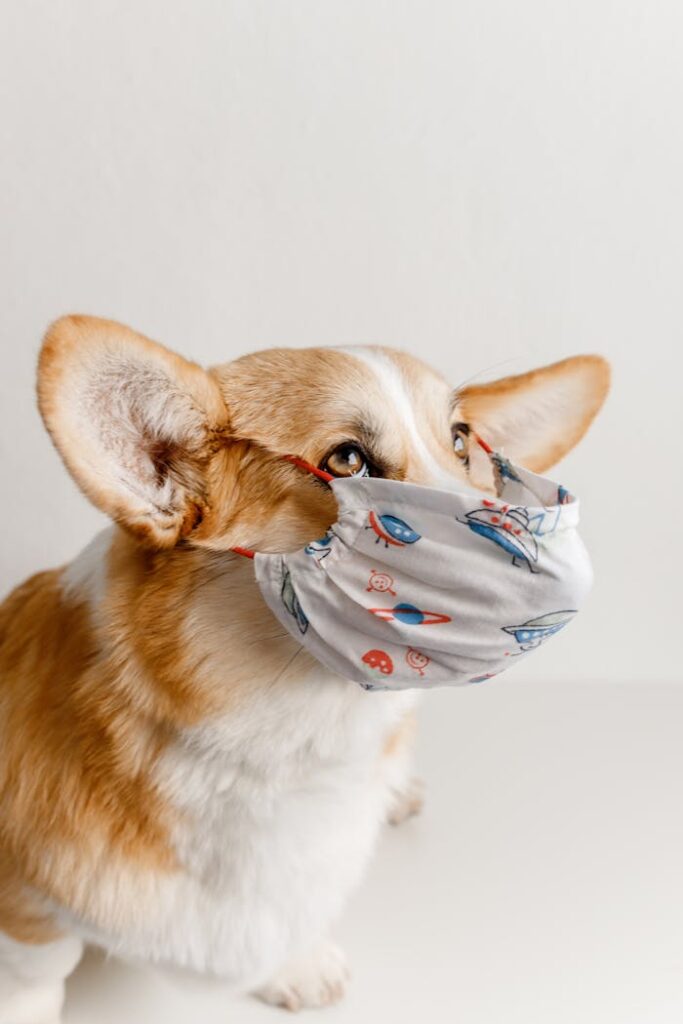pexels-photo-4445612 Adorable corgi dog wearing a playful space-themed face mask in a studio setting.