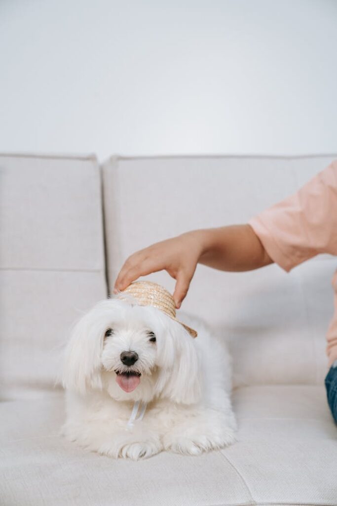 pexels-photo-9428235 Cute Maltese dog indoors with a straw hat being gently put on by a person.